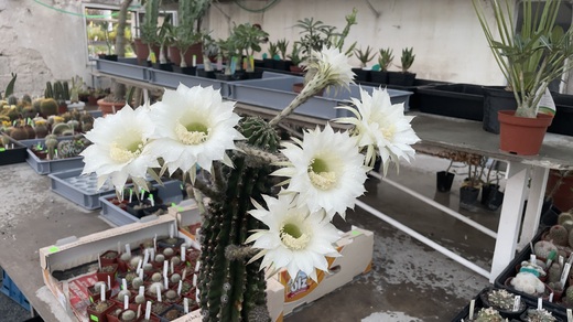 Echinopsis eyriesii.jpeg